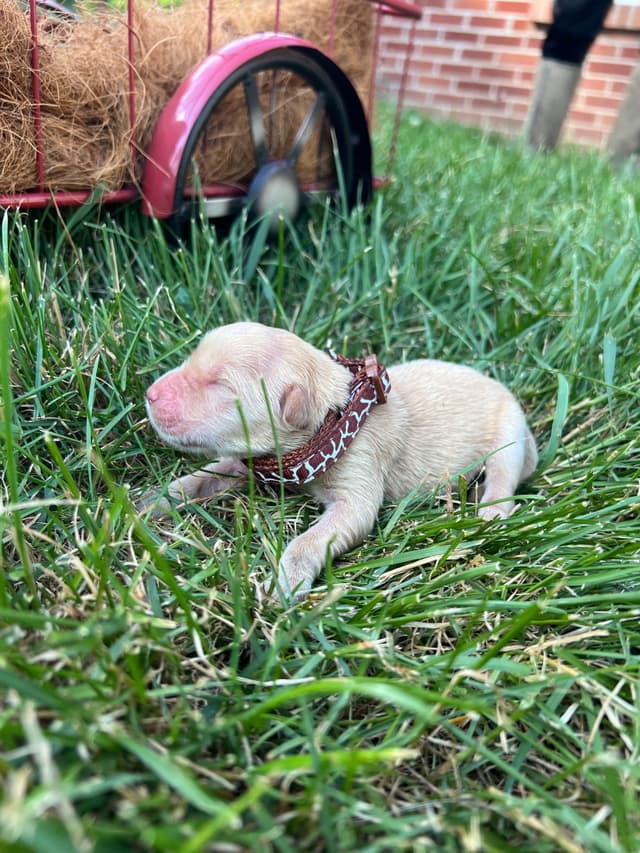 AKC Golden Retriever Puppies media 4