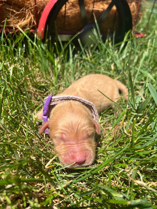 AKC Golden Retriever Puppies media 5