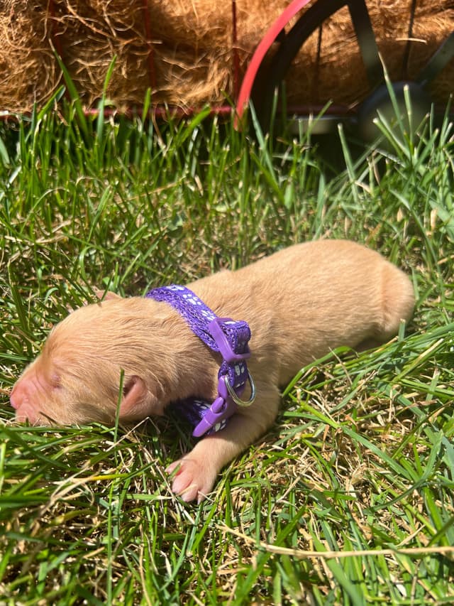 AKC Golden Retriever Puppies media 6