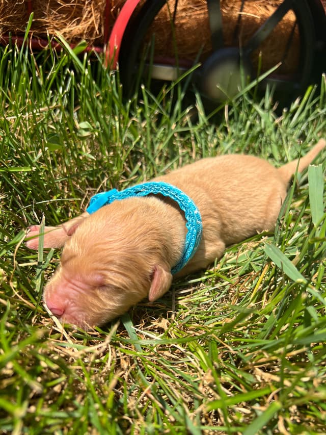 AKC Golden Retriever Puppies media 7