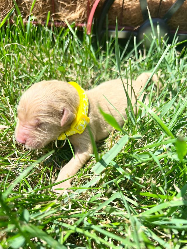 AKC Golden Retriever Puppies media 8