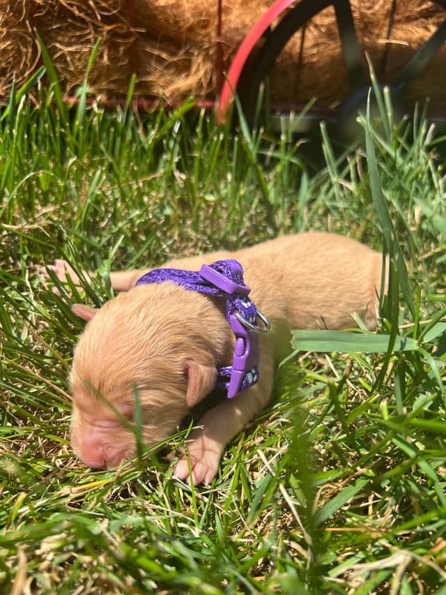 AKC Golden Retriever Puppies media 9