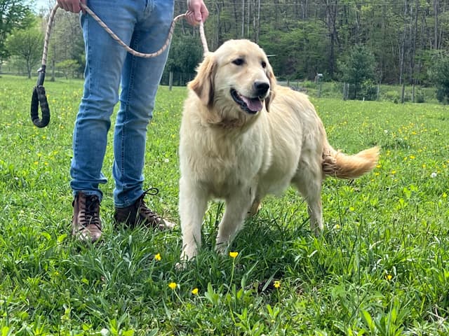 AKC Golden Retriever Puppies media 10