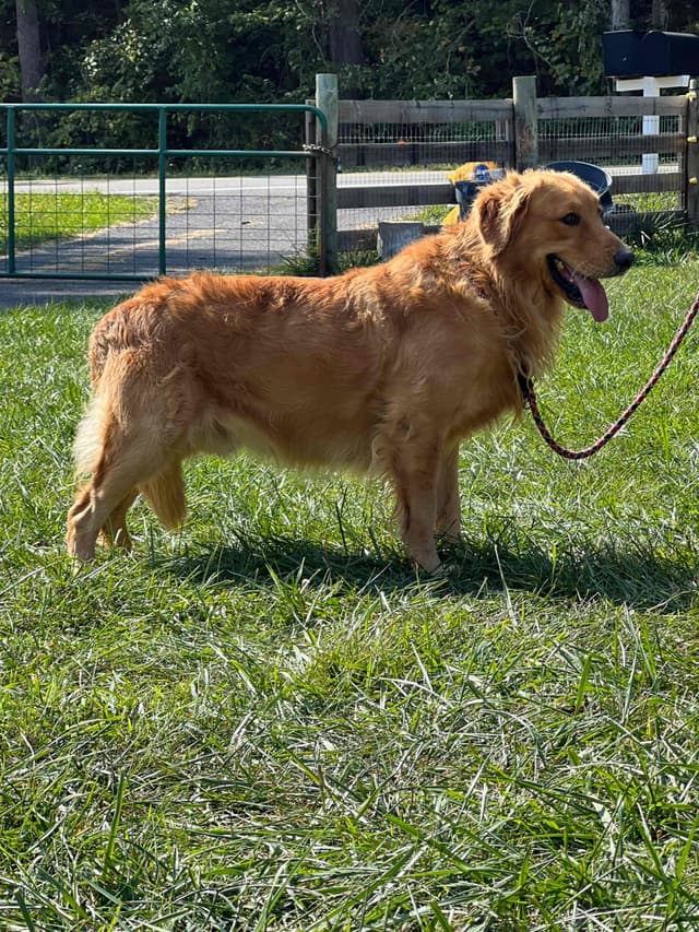 AKC Golden Retriever Puppies media 11
