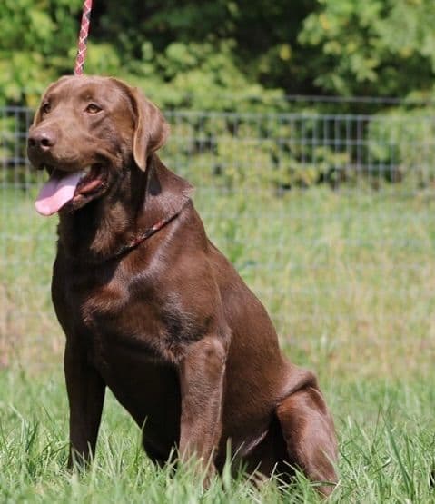 AKC Black Labrador Retriever Puppies media 19