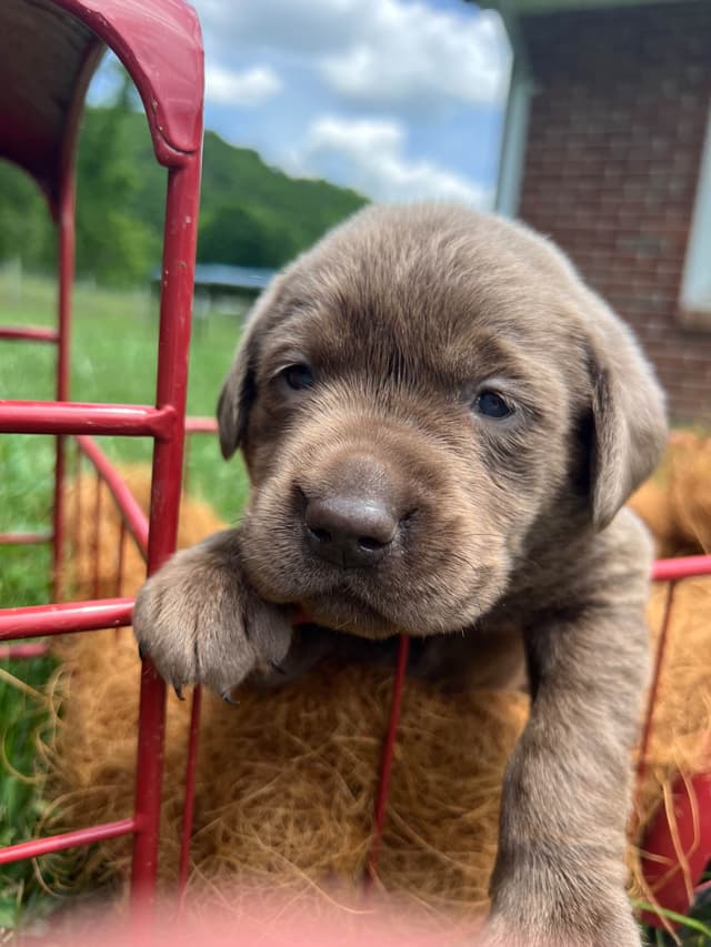 AKC Labrador Retriever Puppies media 3