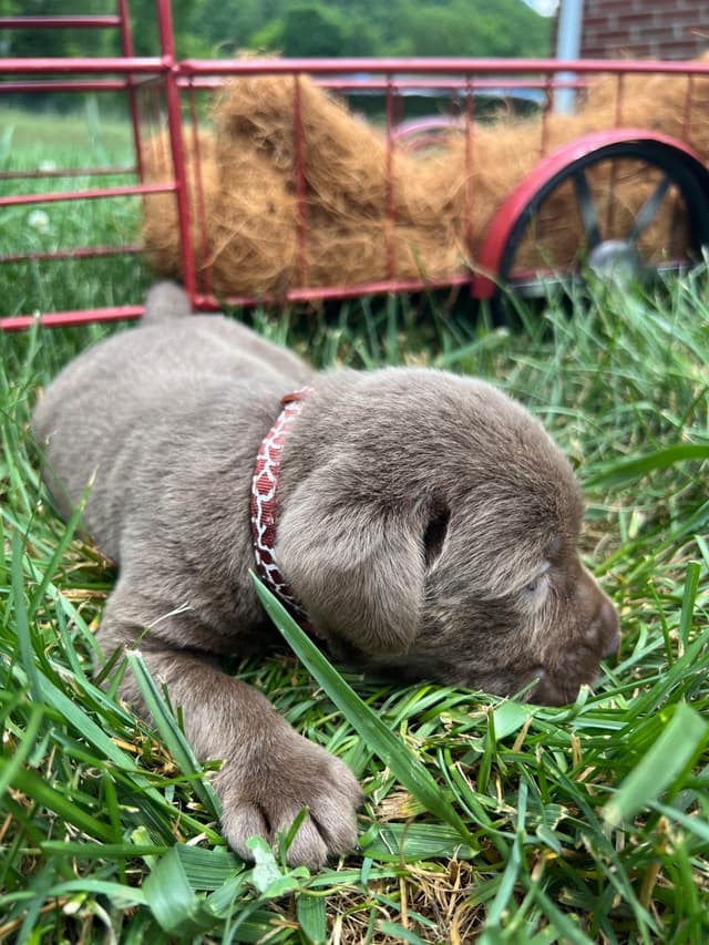AKC Labrador Retriever Puppies media 4