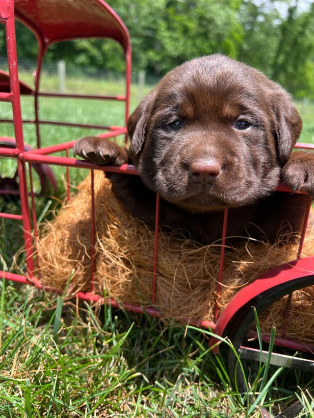 AKC Labrador Retriever Puppies media 3