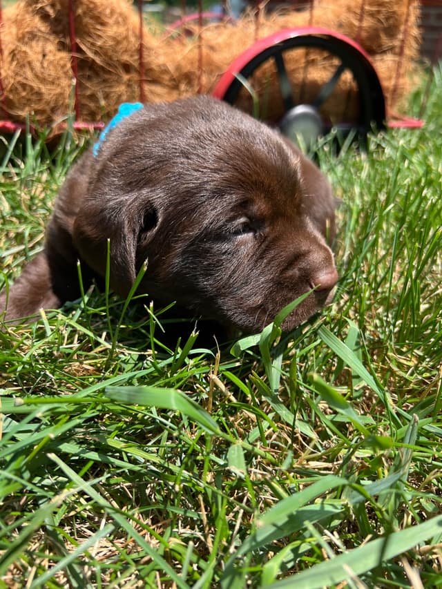 AKC Labrador Retriever Puppies media 4