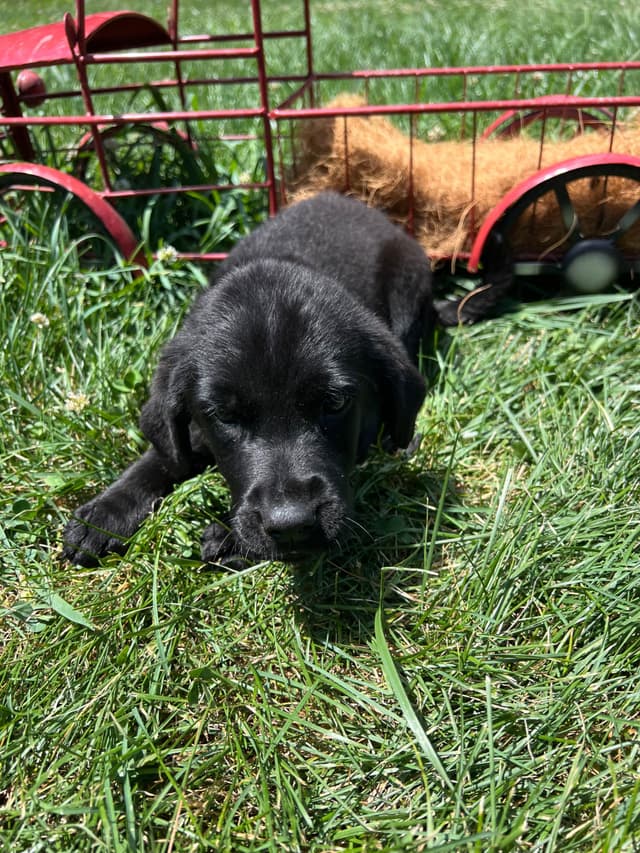 AKC Black Labrador Retriever Puppies media 2