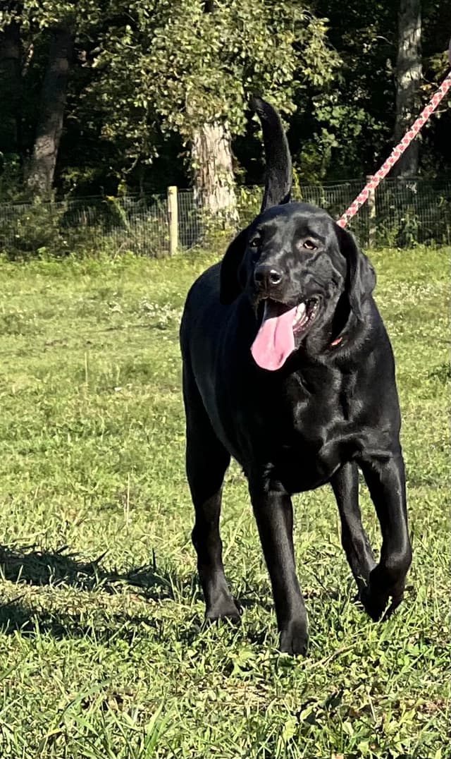 AKC Black Labrador Retriever Puppies media 4