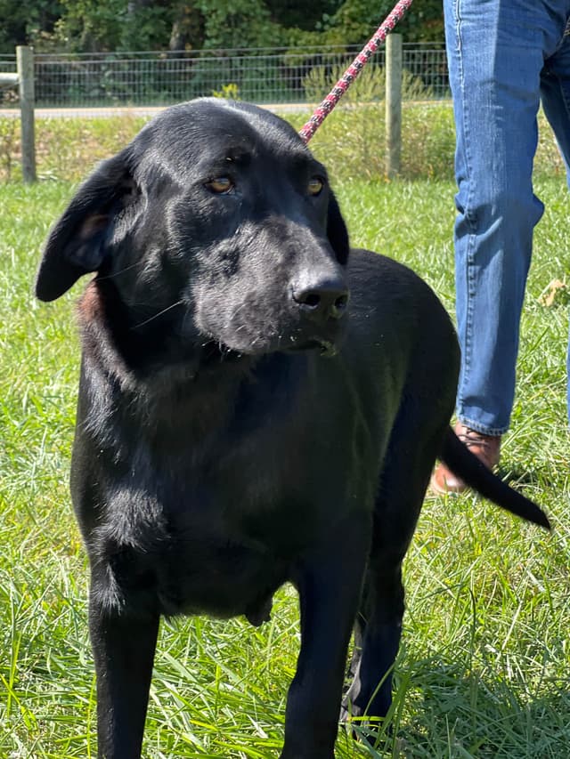 AKC Labrador Retriever Puppies media 19