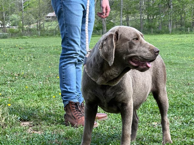 AKC Chocolate & Silver Labrador Retriever Puppies media 20