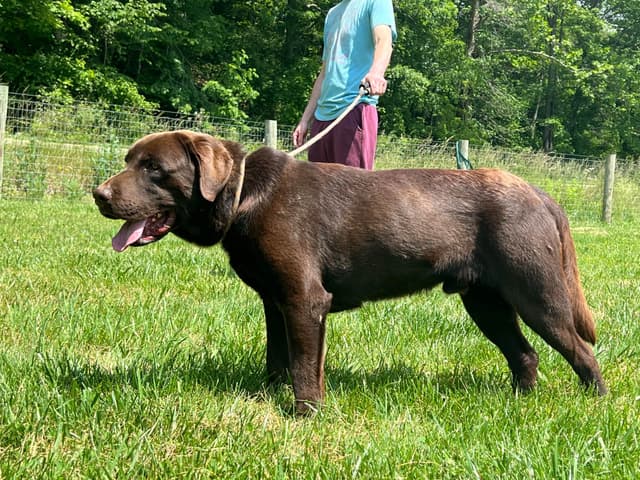 AKC Chocolate & Silver Labrador Retriever Puppies media 19