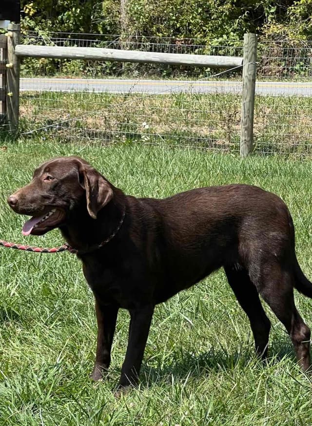 AKC Chocolate & Black Labrador Retriever Puppies media 13