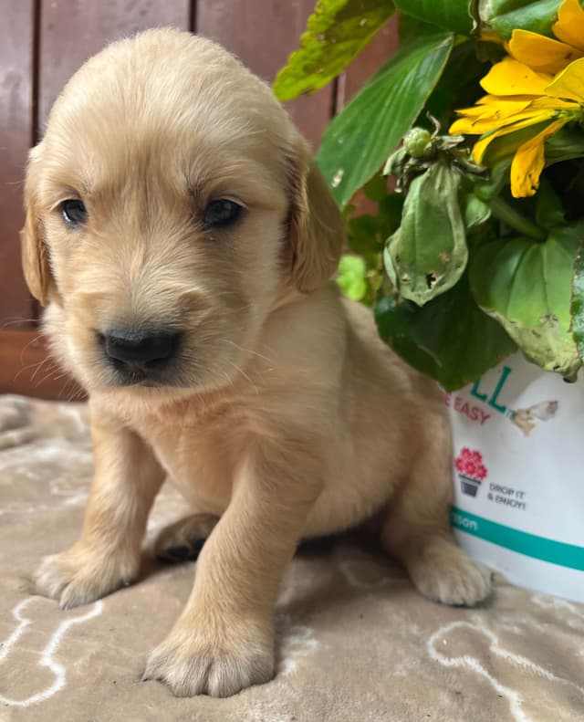 AKC Golden Retriever Puppies media 2