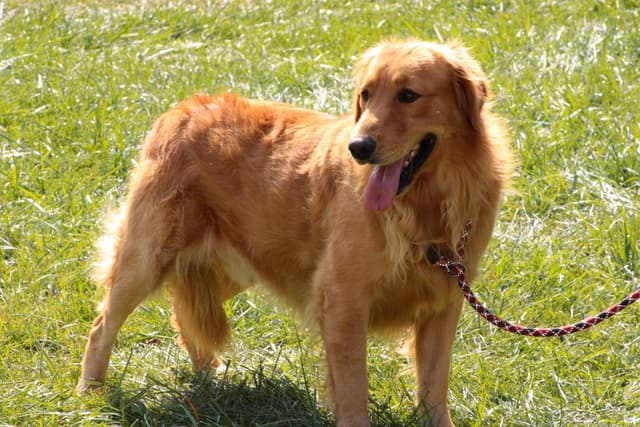 AKC Golden Retriever Puppies media 3