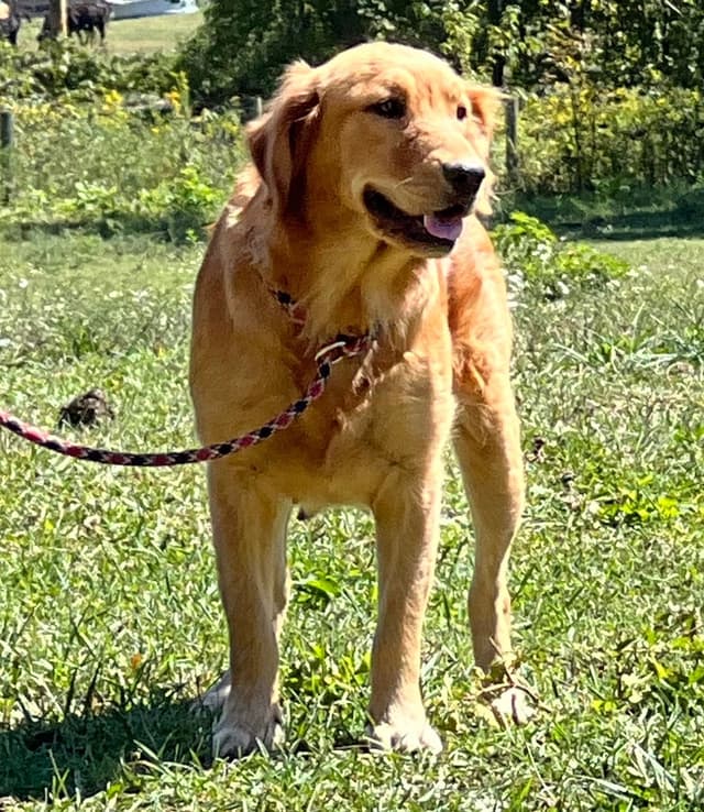 AKC Golden Retriever Puppies media 4