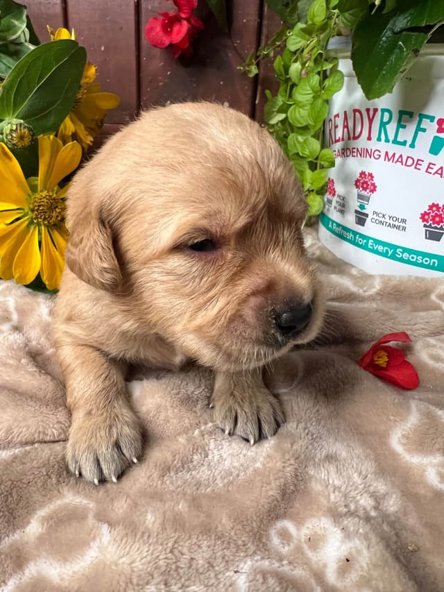 AKC Golden Retriever Puppies media 2