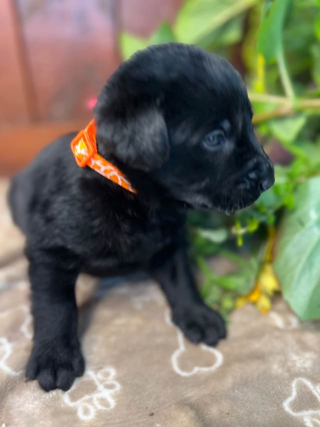 AKC Chocolate & Black Labrador Retriever Puppies media 3