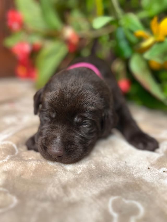 AKC Chocolate & Black Labrador Retriever Puppies media 2