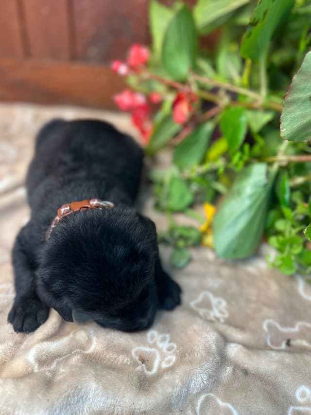 AKC Chocolate & Black Labrador Retriever Puppies media 4