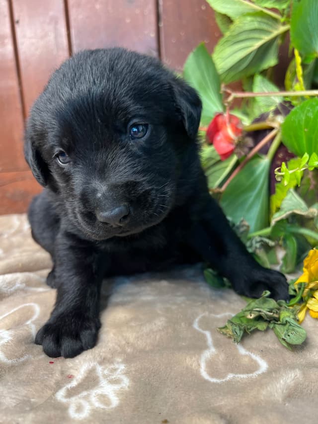 AKC Chocolate & Black Labrador Retriever Puppies media 5