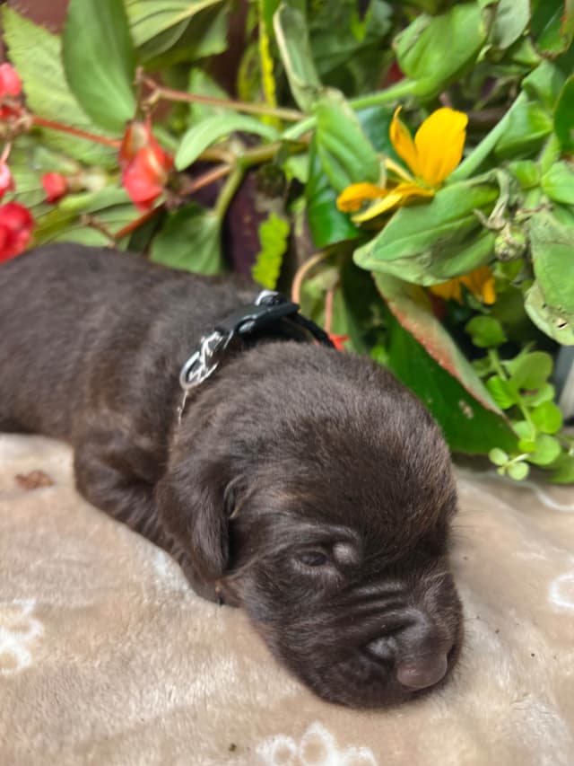 AKC Chocolate & Black Labrador Retriever Puppies media 7
