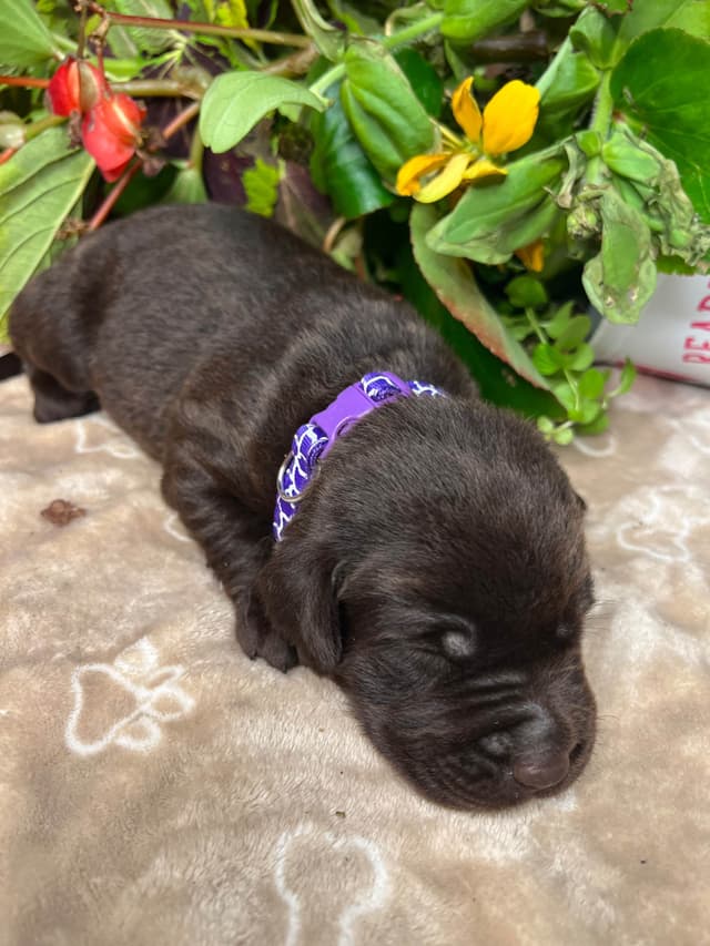 AKC Chocolate & Black Labrador Retriever Puppies media 9