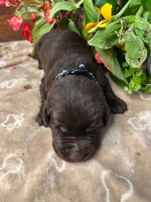 AKC Chocolate & Black Labrador Retriever Puppies media 10