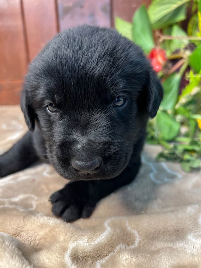 AKC Chocolate & Black Labrador Retriever Puppies media 8