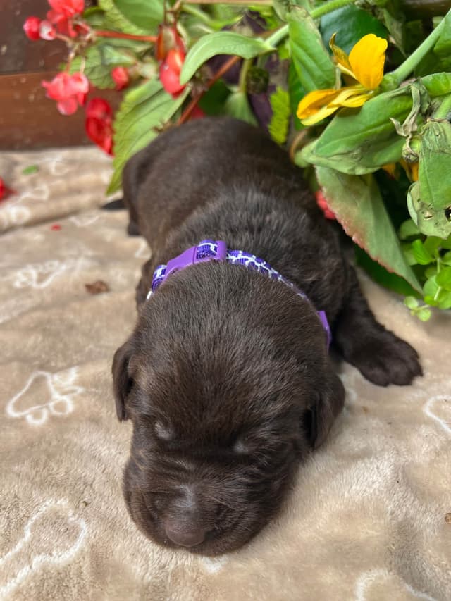 AKC Chocolate & Black Labrador Retriever Puppies media 11