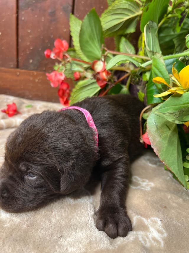 AKC Chocolate & Black Labrador Retriever Puppies media 12