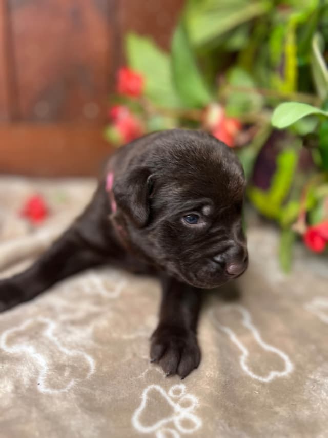 AKC Chocolate & Silver Labrador Retriever Puppies media 2
