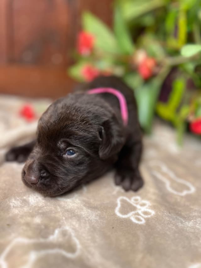 AKC Chocolate & Silver Labrador Retriever Puppies media 4
