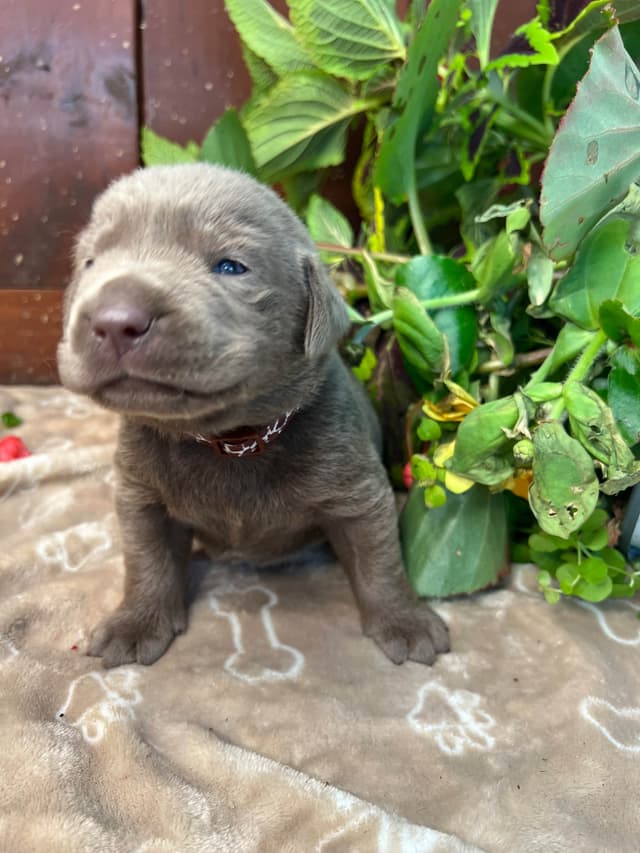 AKC Chocolate & Silver Labrador Retriever Puppies media 3