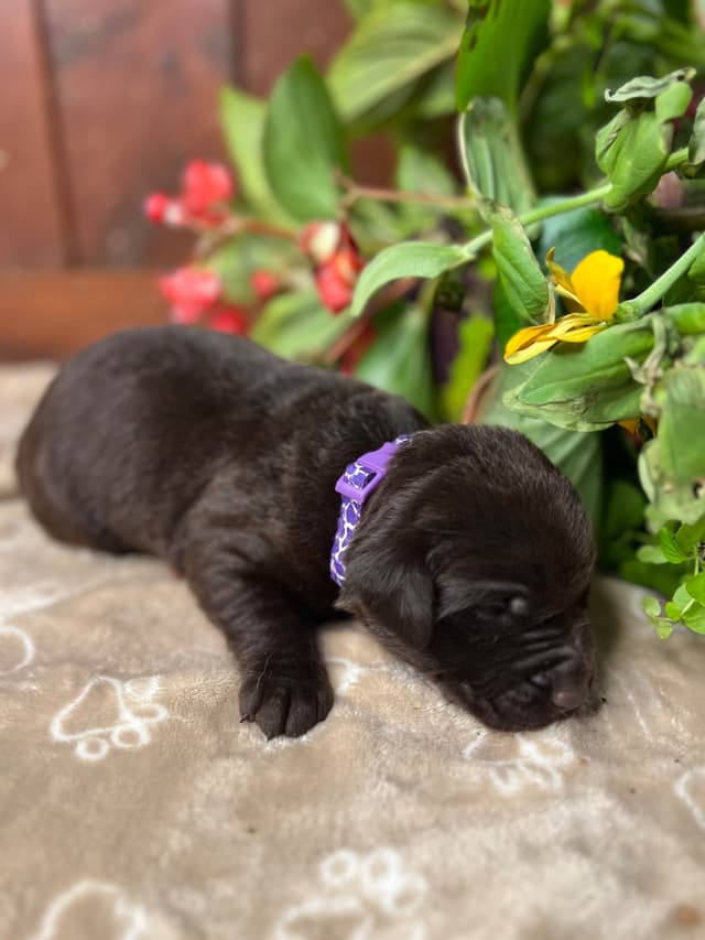 AKC Chocolate & Silver Labrador Retriever Puppies media 5