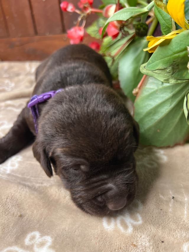 AKC Chocolate & Silver Labrador Retriever Puppies media 6