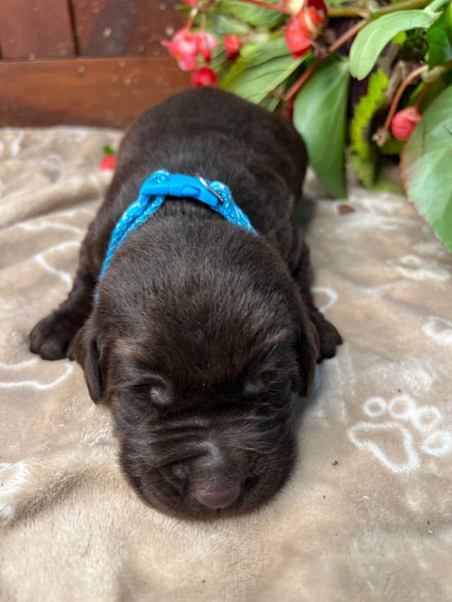 AKC Chocolate & Silver Labrador Retriever Puppies media 7