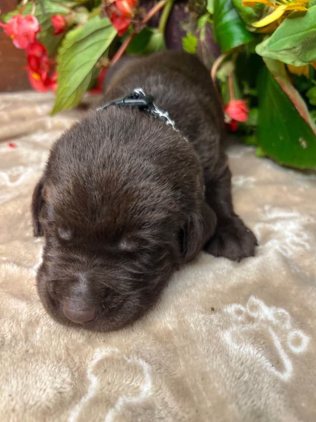 AKC Chocolate & Silver Labrador Retriever Puppies media 8