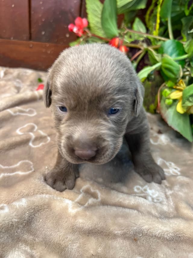AKC Chocolate & Silver Labrador Retriever Puppies media 9