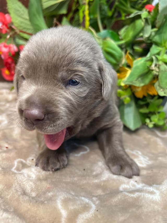 AKC Chocolate & Silver Labrador Retriever Puppies media 10
