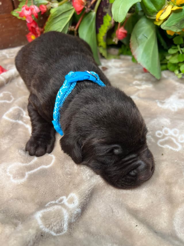 AKC Chocolate & Silver Labrador Retriever Puppies media 11