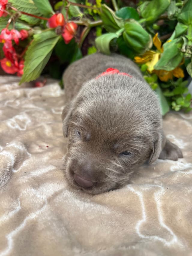 AKC Chocolate & Silver Labrador Retriever Puppies media 12