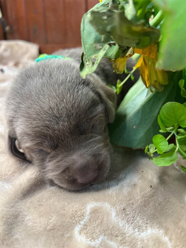 AKC Chocolate & Silver Labrador Retriever Puppies media 13