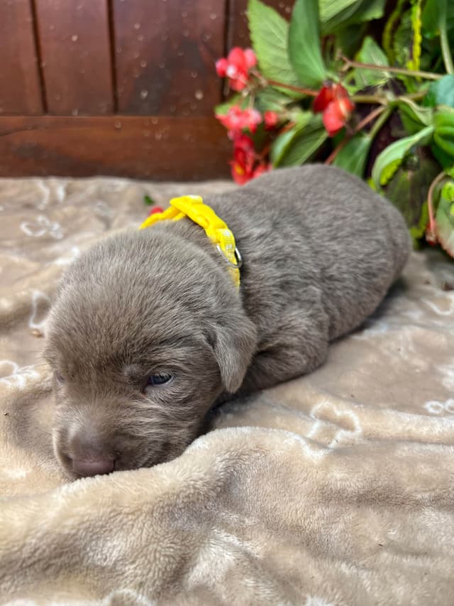 AKC Chocolate & Silver Labrador Retriever Puppies media 14