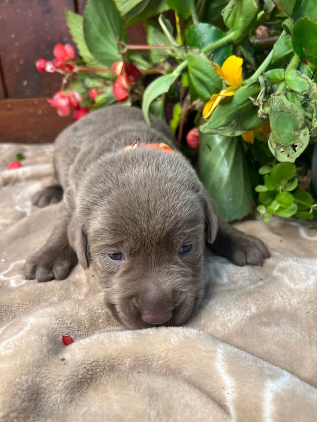 AKC Chocolate & Silver Labrador Retriever Puppies media 15