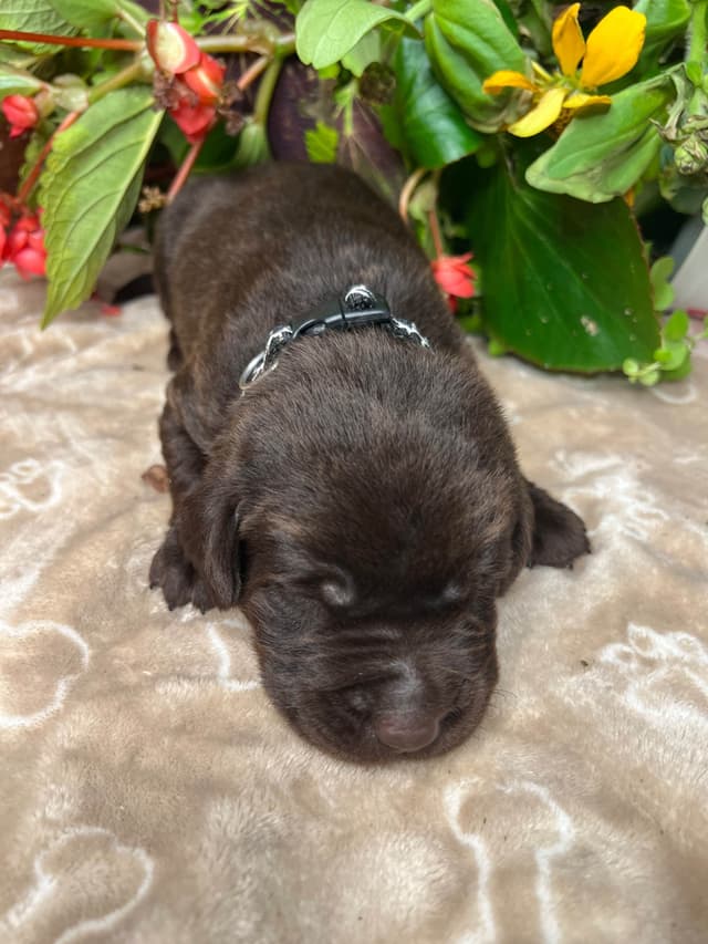 AKC Chocolate & Silver Labrador Retriever Puppies media 16