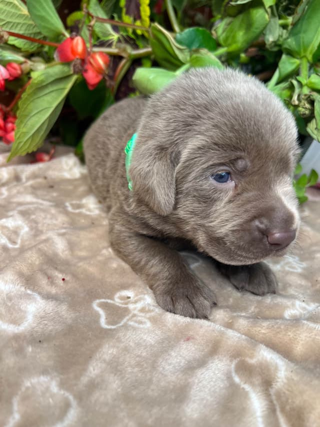 AKC Chocolate & Silver Labrador Retriever Puppies media 18