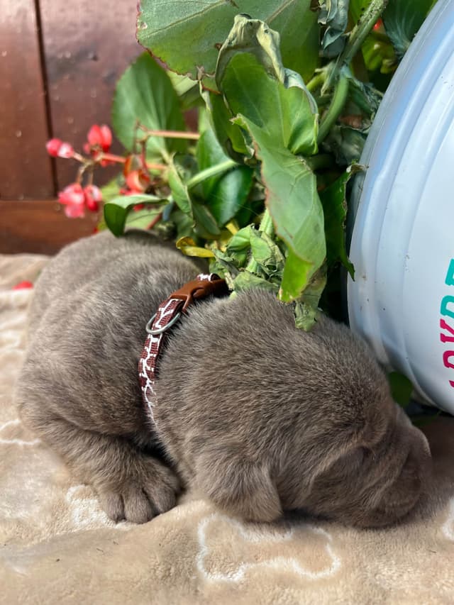 AKC Chocolate & Silver Labrador Retriever Puppies media 17